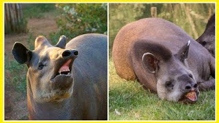 Esse ANIMAL vive no CERRADO Brasileiro, você Conhece ?