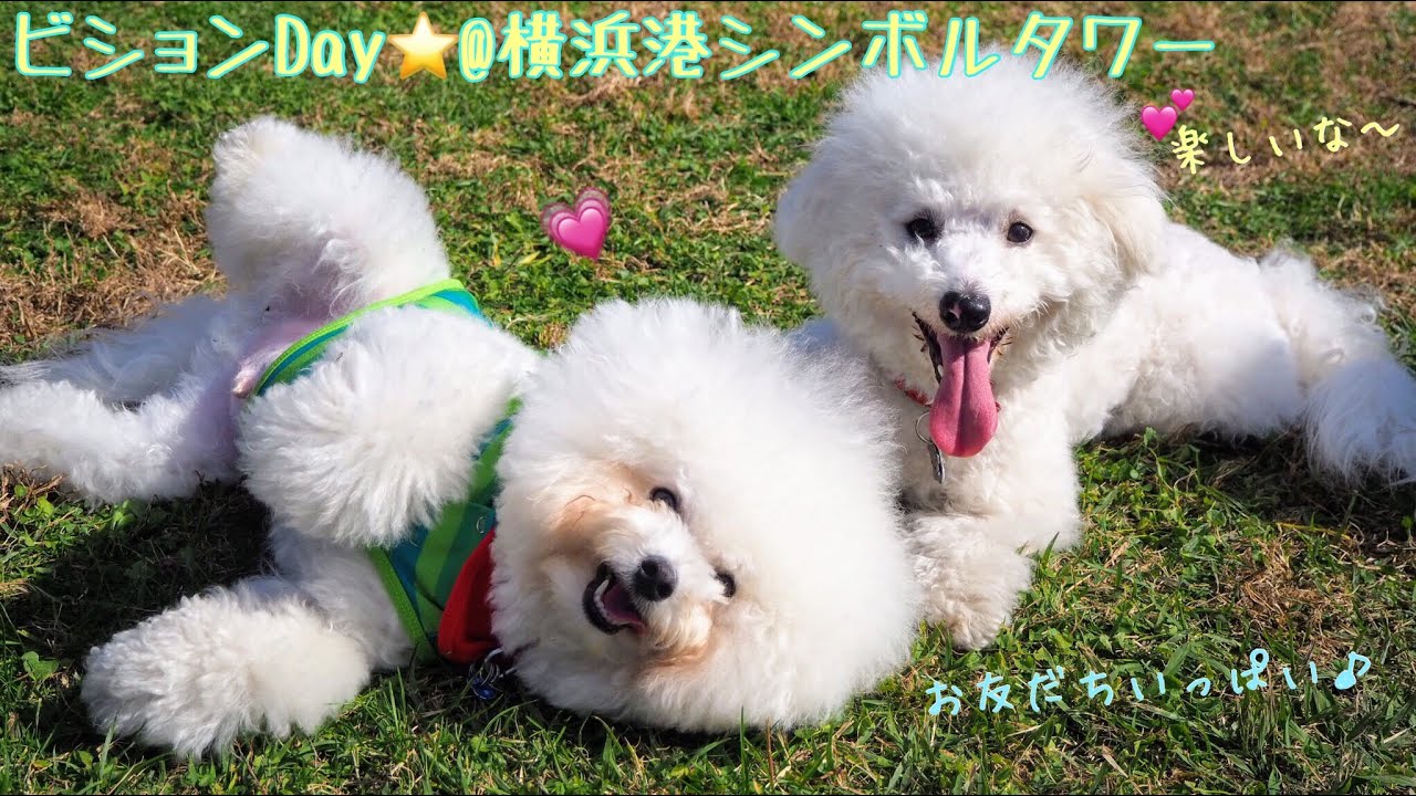 お友だちいっぱいで楽しいわん かわいいビションフリーゼだらけのふわもこドッグラン 横浜港シンボルタワードッグラン Youtube