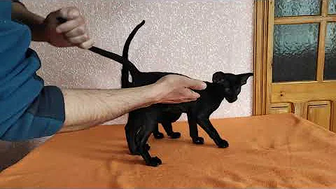 Video 803631: black oriental cat