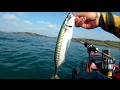 Kayak Fishing - Targeting Bigger Winter Mackerel With Jigs