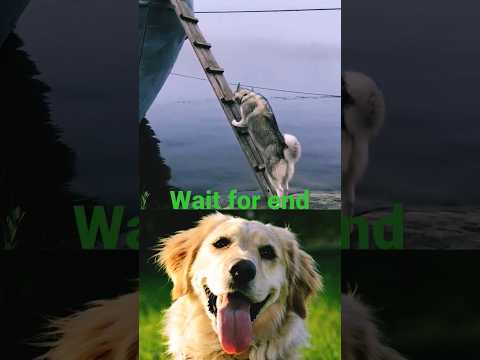 200 iQ Husky Climbs ladder To board boat #youtubeshorts #shortvideo