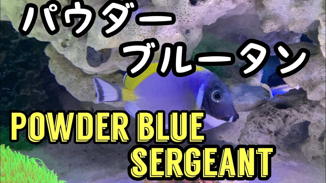 パウダーブルータン Powder Blue Sergeant 海水水槽 Youtube