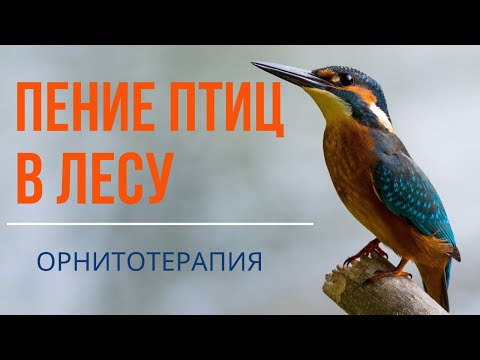 Лечение птичьим щебетом: Пение птиц в лесу. Орнитотерапия