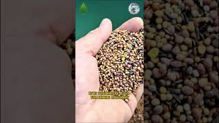 SIDERAT URUG‘INI EKISH JARAYONI #agriculture #farming #tractor #traktor #сеялка #семена #посев #like
