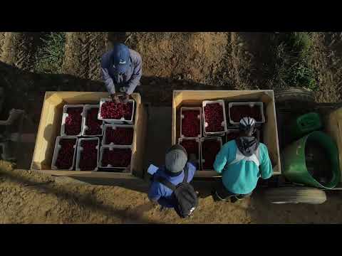 Dutoit Cherry Time South Africa Climate Wizard Installation Seeley International 