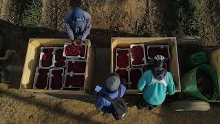 Dutoit Cherry Time, South Africa - Climate Wizard Installation - Seeley International