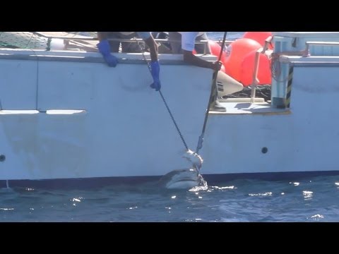 Operation Apex Harmony: Tiger Shark caught on Drum line, Gracetown WA