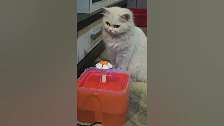 Video 11542661: persian cat fun, cute persian cat, cat adorablecat, funnycats adorablecats, funnycats lover