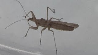 Small Damsel bug (Nabidae)
