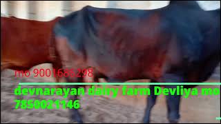 Devnarayan Dairy Farm Village Devliya Mo 7850021146