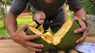 Monkey Bon eagerly joined his father to find and enjoy ripe jackfruit