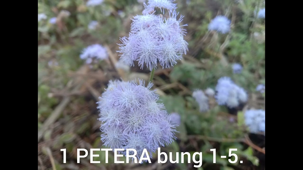 1 PETERA bung 1-5