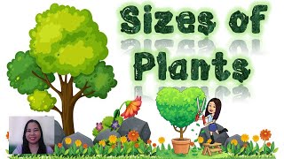 Sizes of Plants | Plants | Trees | Shrubs | Herbs | Teacher Beth Class TV