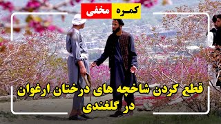 کمره مخفی: قطع کردن شاخچه های درختان ارغوان در گلغندی