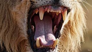 Real Lion Teeth Ka Najdeek Se View