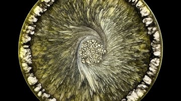 #343 Lace or Web Effect? in Epoxy Resin