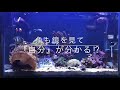 海水水槽検証動画‼︎  魚も鏡を見て『自分』が分かる⁉︎