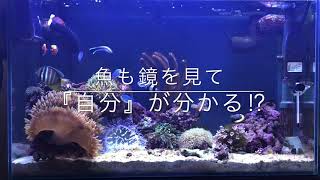 海水水槽検証動画‼︎  魚も鏡を見て『自分』が分かる⁉︎