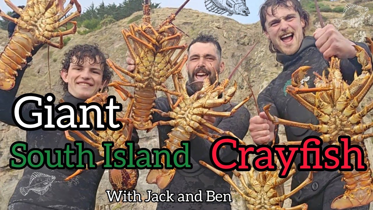 Giant South Island Crayfish  [ The Best Freediving Adventure That Ever Did Happen ]