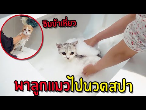 วีดีโอ: ถ้ำแมว: ล่าสุดในการออกแบบตกแต่งภายในแมว