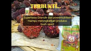 Testimoni pemakaian supernasa granule dan powernutrition di kebun sawit di mempawah kalbar