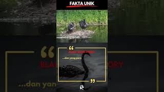 Tahukah Kamu Tentang Teori Black Swan?