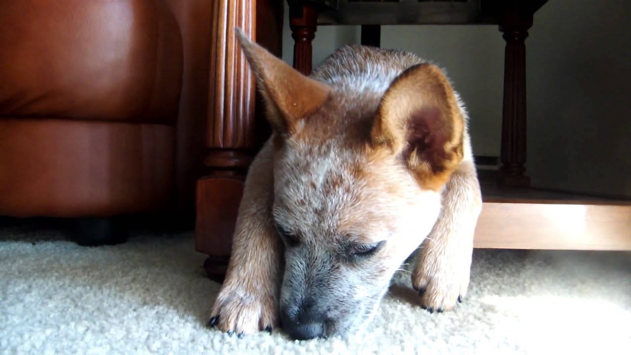 Red Heeler Puppy 3 months - YouTube