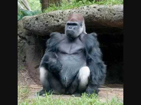 monkey dangerous most apes