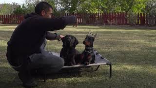 Training 2 puppies at the same time. Tips and advice on dog training