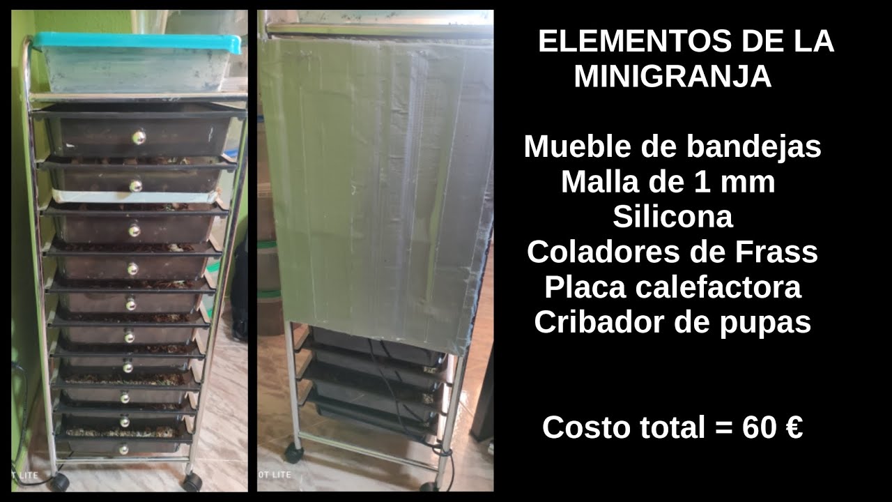 Mini-granja de gusanos de harina (Tenebrio molitor)