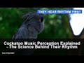 Cockatoo Music Perception Explained - The Science Behind Their Rhythm