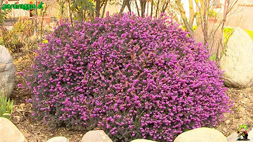 Quali fiori sono perenni?