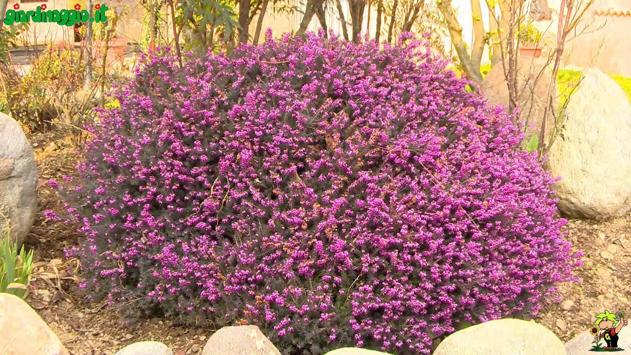 Perenni sempreverdi youtube Piante perenni per giardino roccioso