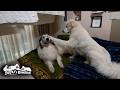 機嫌の悪いベルの怒らないギリギリを攻めるリリーです　Great Pyrenees　グレートピレニーズ