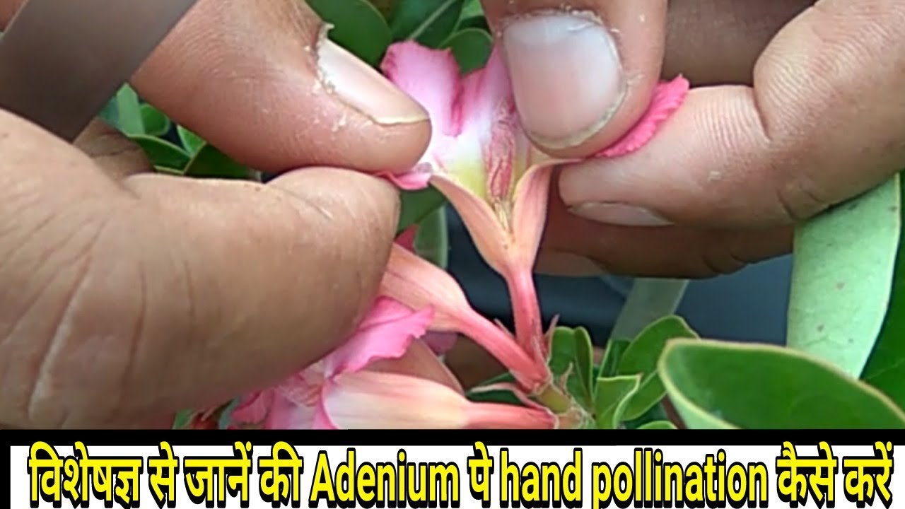 Hand Pollinating desert rose (Adenium) by expert