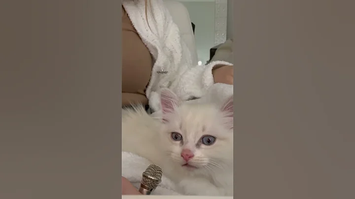 Watch the video about Siamese fluffy kitten meows with meaning #siamese #kitten