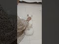 #funnyvideo #catfunny #fypシ #lucu