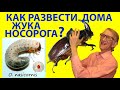 Как Вырастить Дома Жука Носорога Oryctes nasicornis? Жучиха, Личинка и Их Клещи, и Коллемболы.