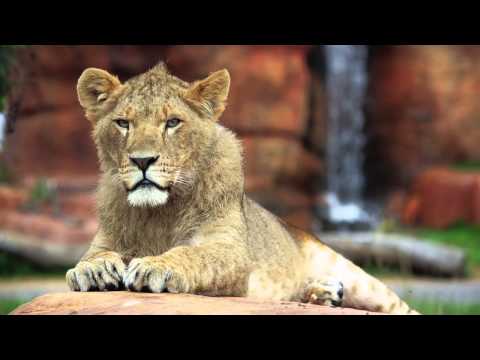 Safari Adventure @ WMSP