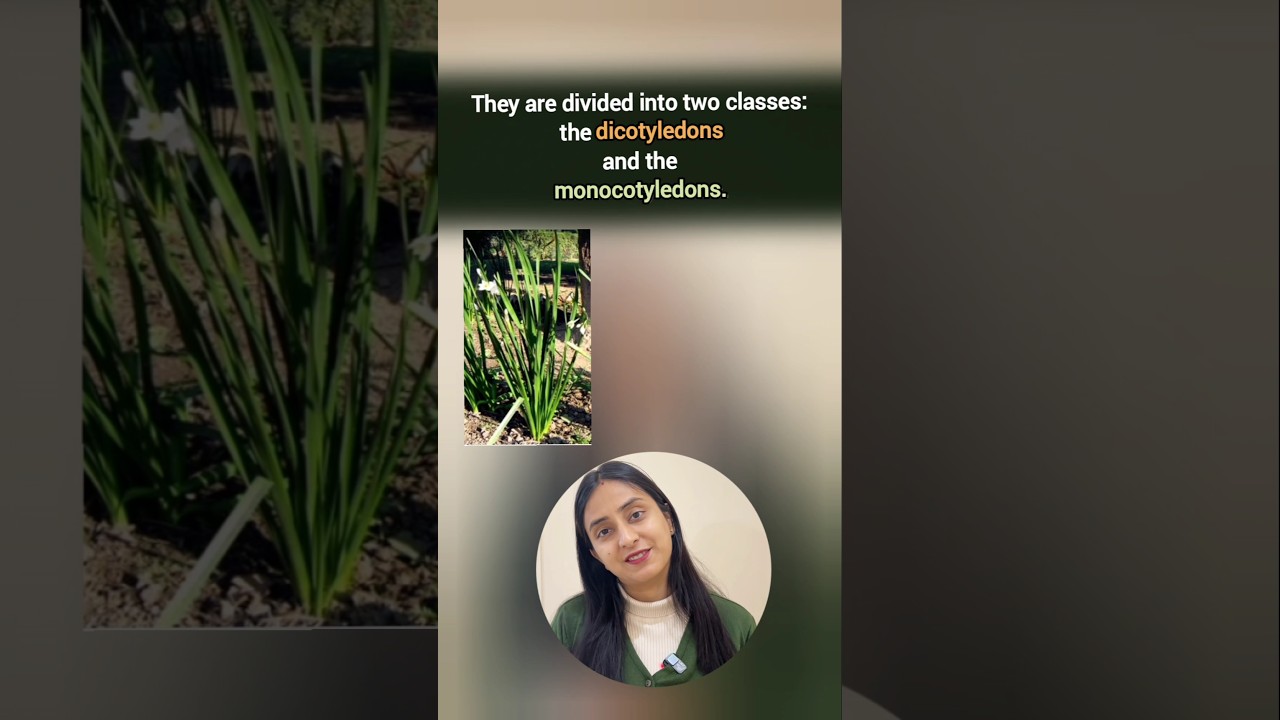 NCERT Important lines-50 | Angiosperms 