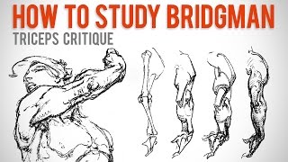How to Study Bridgman - Student Anatomy Critique