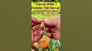 Câu tự nhiên, cá quấn ổ, giật cháy nách #fishing #caucatunhien #câu_đài #cauca #fish #câu #câuca