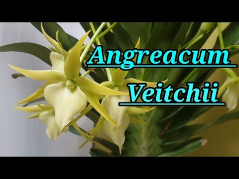 Angraecum Veitchii описание и уход.