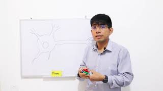 Omegas-3 Epa Y Dha Y Las Neuronas