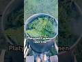 Platycladi Cacumen relax time 侧柏叶水疗放松时间 #camping #garden #life