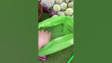 ПРОРАЩИВАЕМ ГЕОРГИНЫ