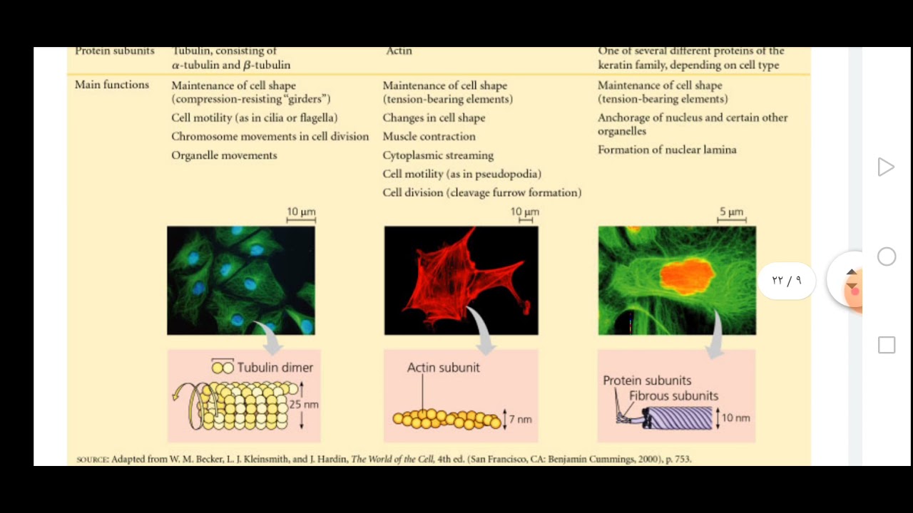 Cytology part 3 cytoskeleton - YouTube