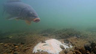 Carp Kept Eating the Hookbait… But Didn’t Get Hooked
