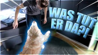 Was macht mein Hund da?!🔥 | ABO Fragt Lenny Sagt?!🔥 | Lenny