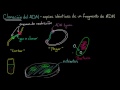 Clonación de ADN y ADN recombinante | Biología | Khan Academy en Español